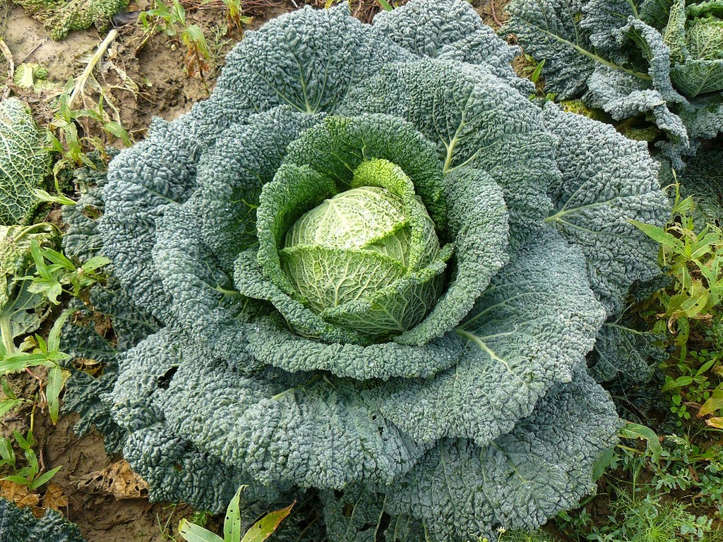 Dès 6/8 mois : Déjeuner - Chou frisé au cumin, Blé au bouillon et Bœuf au paprika Texture "Lisse" DLC 08/04/2025