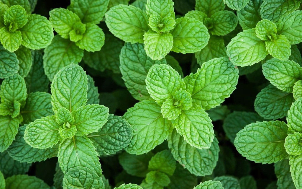 Compote de Pomme Fraise Menthe DLC 29/04/2025