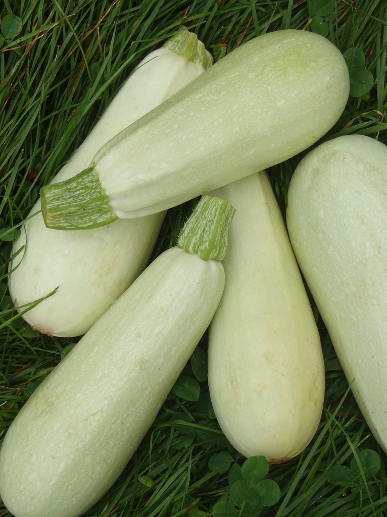 Purée de Courgettes DLC 30/07/2025