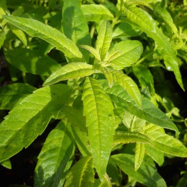 Compote Pomme Verveine DLC 03/12/2023