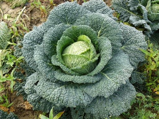 Dès 6/8 mois : Déjeuner - Chou frisé au cumin, Blé au bouillon et Bœuf au paprika Texture "Lisse" DLC 08/04/2025