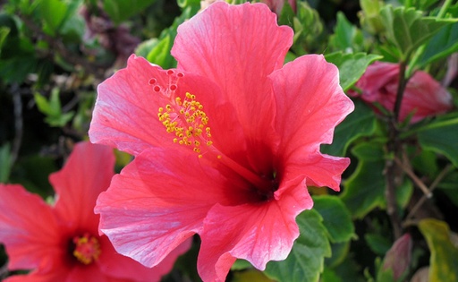 Compote de Banane Pomme Hibiscus DLC 12/05/2025