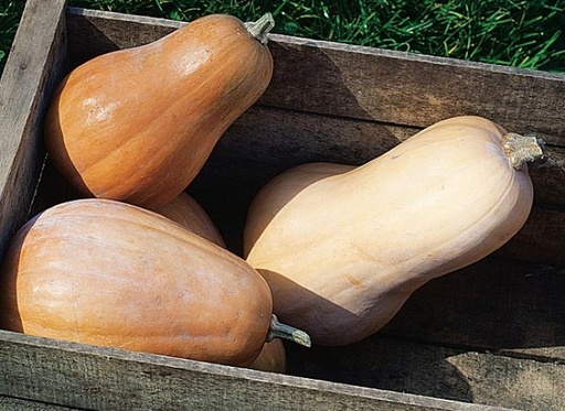 Purée de Courge DLC 21/05/2025