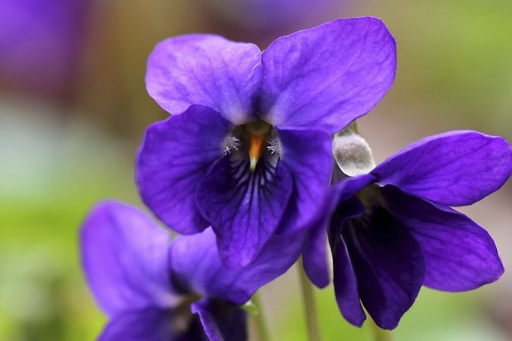 Compote de Pomme Violette DLC 27/05/2025