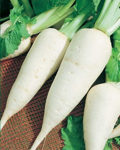Purée de Navet blanc DLC 03/07/2025