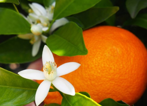 Compote de Pomme Melon Fleur d'oranger DLC 16/07/2025