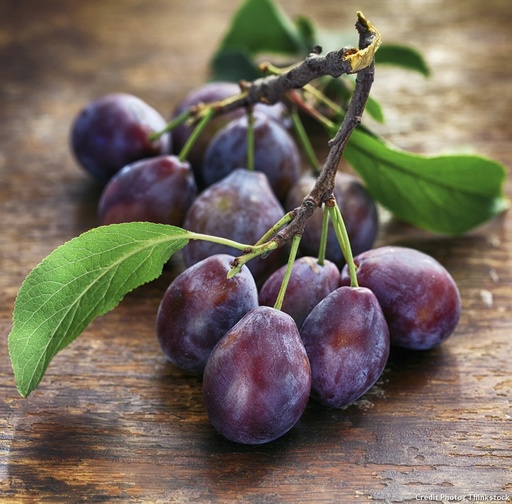 Compote de Pomme Prune DLC 05/08/2025